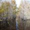 High Water Airboat Trail Through The Trees