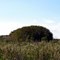 Cypress Dome