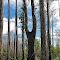 Slingshot Cypress Tree