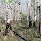 Major Trail Leading Into Cypress Forest