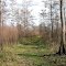 Airboat Trail Through The Grass