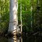 Durbin Creek Tree Swing
