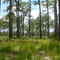 Rarely-visited Pineland: Bullfrog Creek Mit. Park