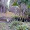 Bell Creek: Balm Boyette Scrub Preserve