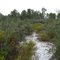 Scrub trail--Balm Boyette Scrub Preserve
