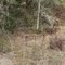Table (?) at Balm-Boyette Scrub