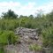 Deadfall at Balm-Boyette Scrub Prsv.