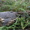 Fungus on Oak Tree