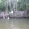 Rope Swing