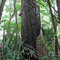 Very old Bald Cypress Tree in Ocala Forest