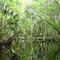 Alexander Springs Creek