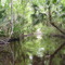 Canal from Alexander Springs Creek to Shell Landing