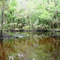 Alexander Springs Creek - shallow bend