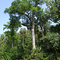 Huge Cypress Tree on the Bank of the Alexander Springs River