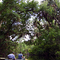 High Canopy on the Alexander Springs River