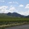 Landschsft mit Weinfeld in Californien