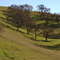 Dancing Oak Trees, Feb 2008