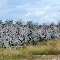 2010, cotton field