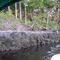 Bank at low tide along Point Peter Creek