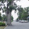 large oak tree growing partly on Osborne st, the main street in town (7-2009)