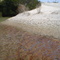 Edge of tidal wetland