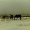 wild horses