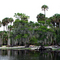 Trees Along Lake Harney
