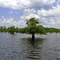 Flooded Cypress Tree