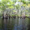 Flooded Cypress Trees