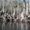 Cypress Trees