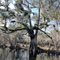 Oak tree growing in the middle of a cypress tree