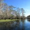 Cypress Trees