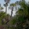 Cabbage Palm in Cabbage Slough