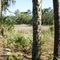 Wetland, BLCA, FL