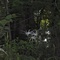 Beauty-n-the jungle
