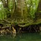 Tree dipin toes n water