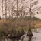 On the Caloosahatchee River