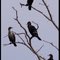 Waiting For Fish...Cormorants and Anhingas