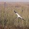 Wood Stork Landing