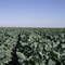 Broccoli Field