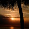 Floridian Dream