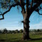 Oak Tree