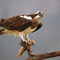 Osprey with tigerfish in Pongola Game Reserve