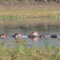 Hippos in Pongola River