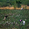 Cotton Pickers