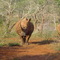 White Rhino in PGR