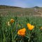 Golden Poppies Along the Trail at Satwiwa