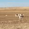 Weld County Wildlife