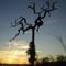 Dead Tree shadow