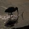 Curlew searching for dinner